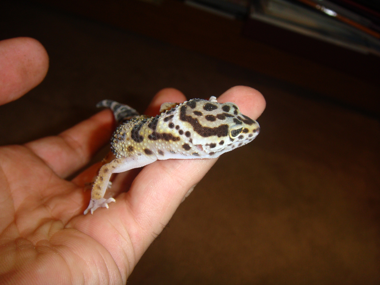 DSC02296 [1600x1200].JPG