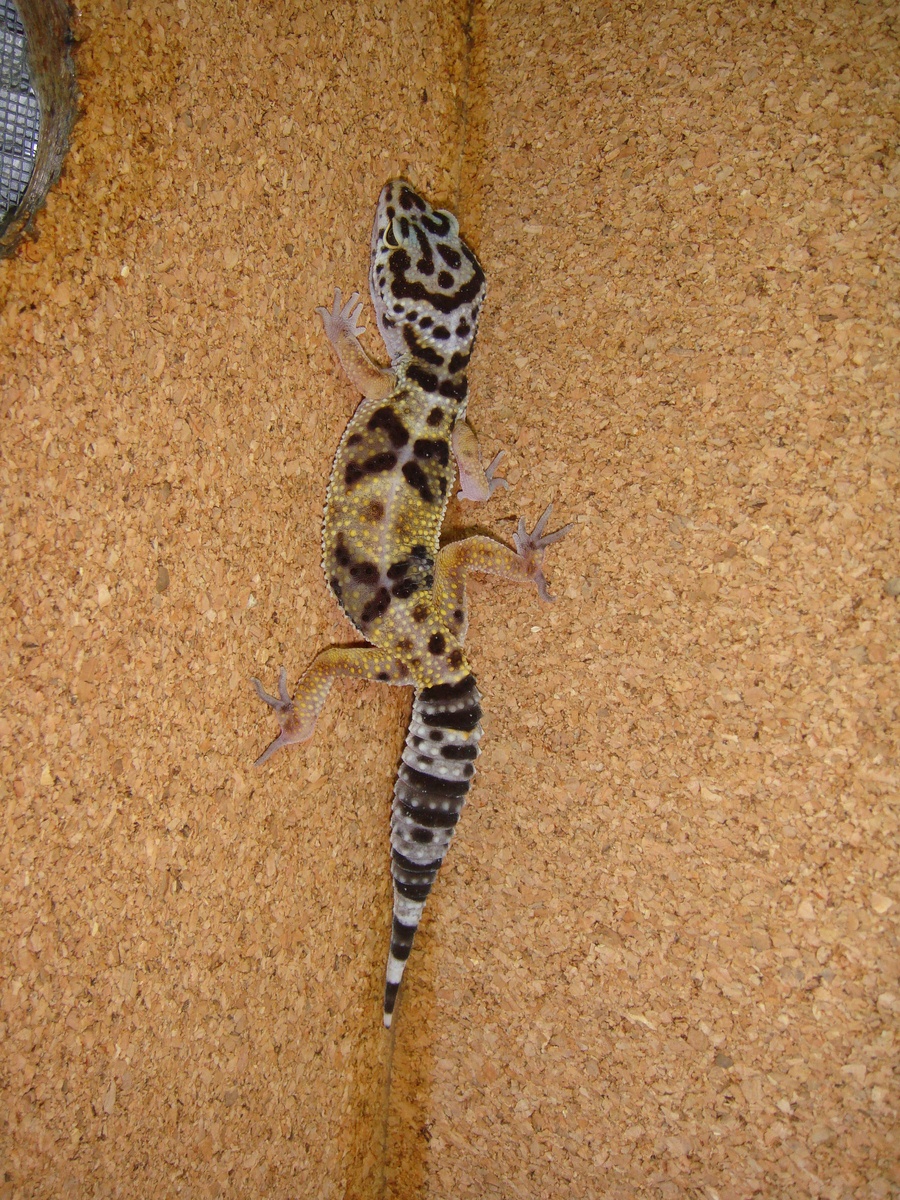 DSC02298 [1600x1200].JPG