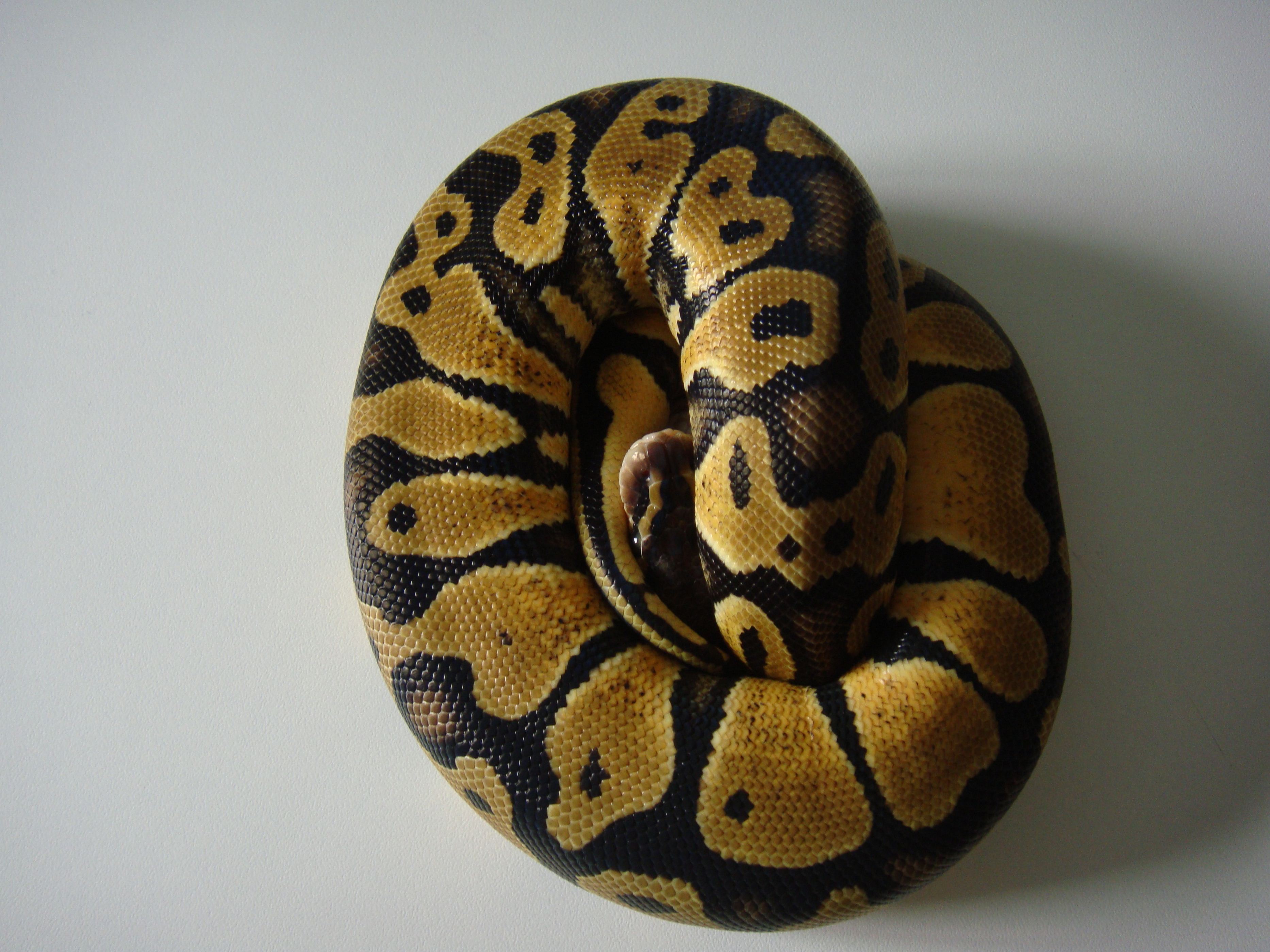 DSC04236 [1600x1200].JPG