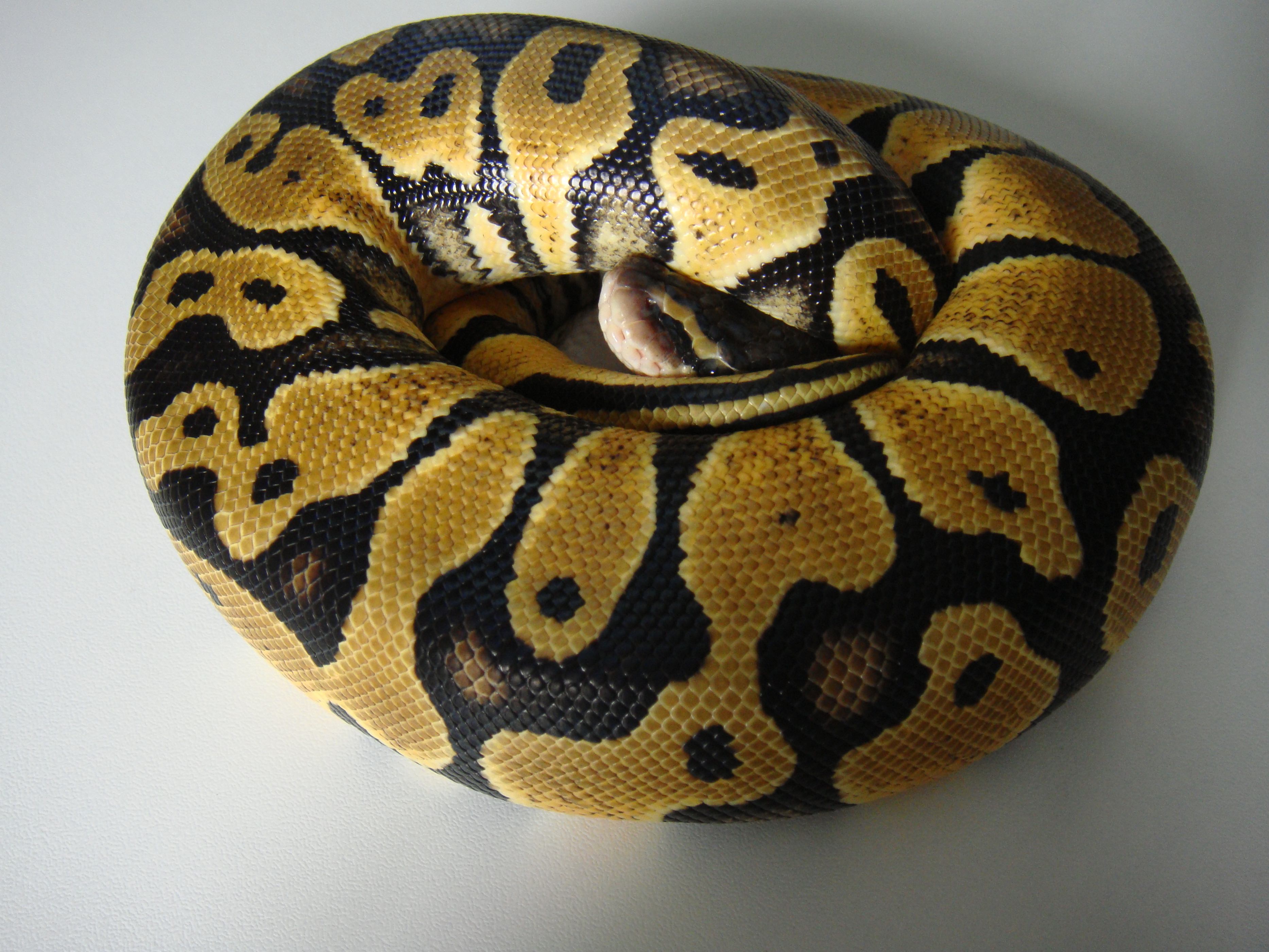 DSC04238 [1600x1200].JPG