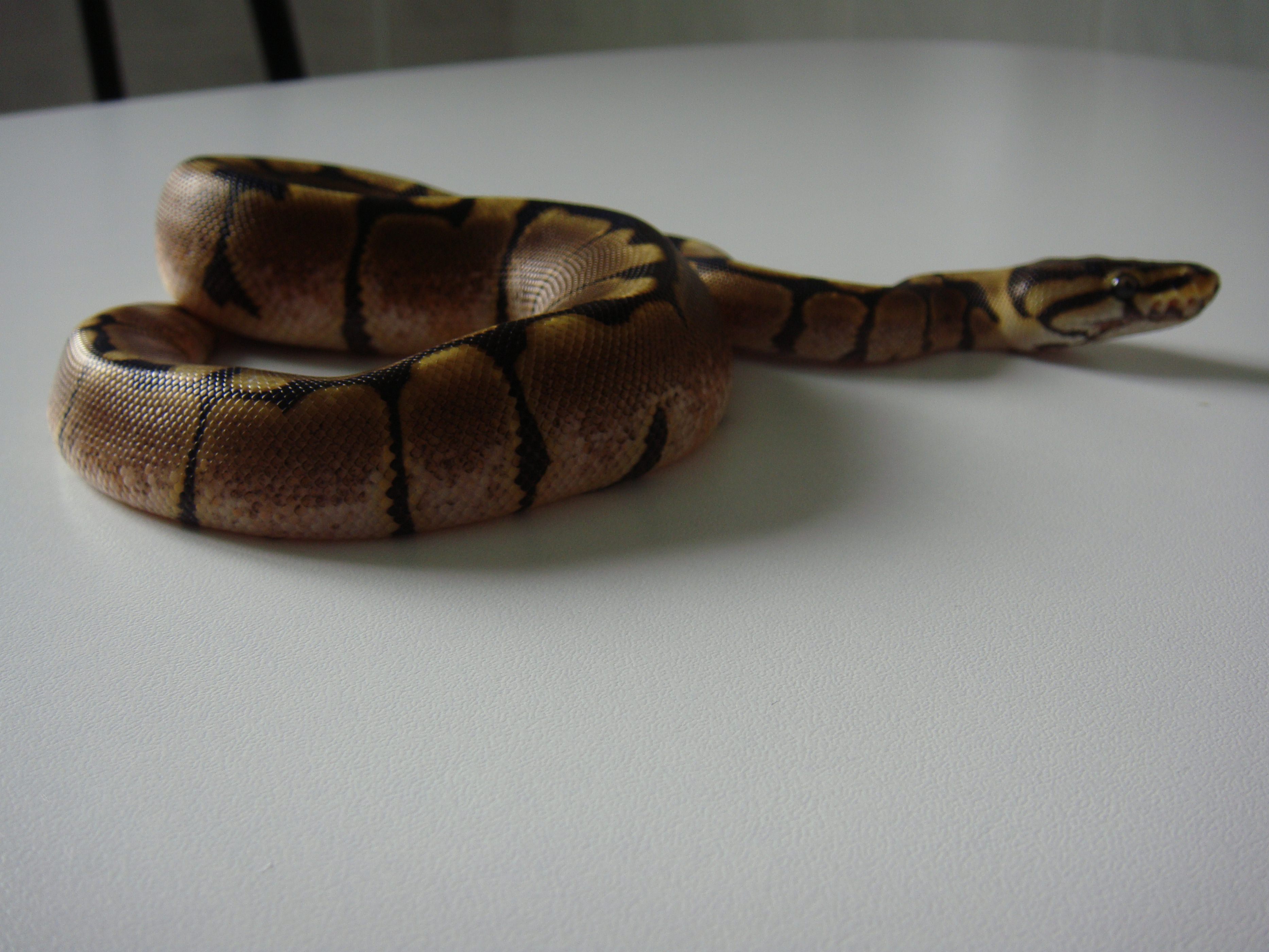 DSC04257 [1600x1200].JPG