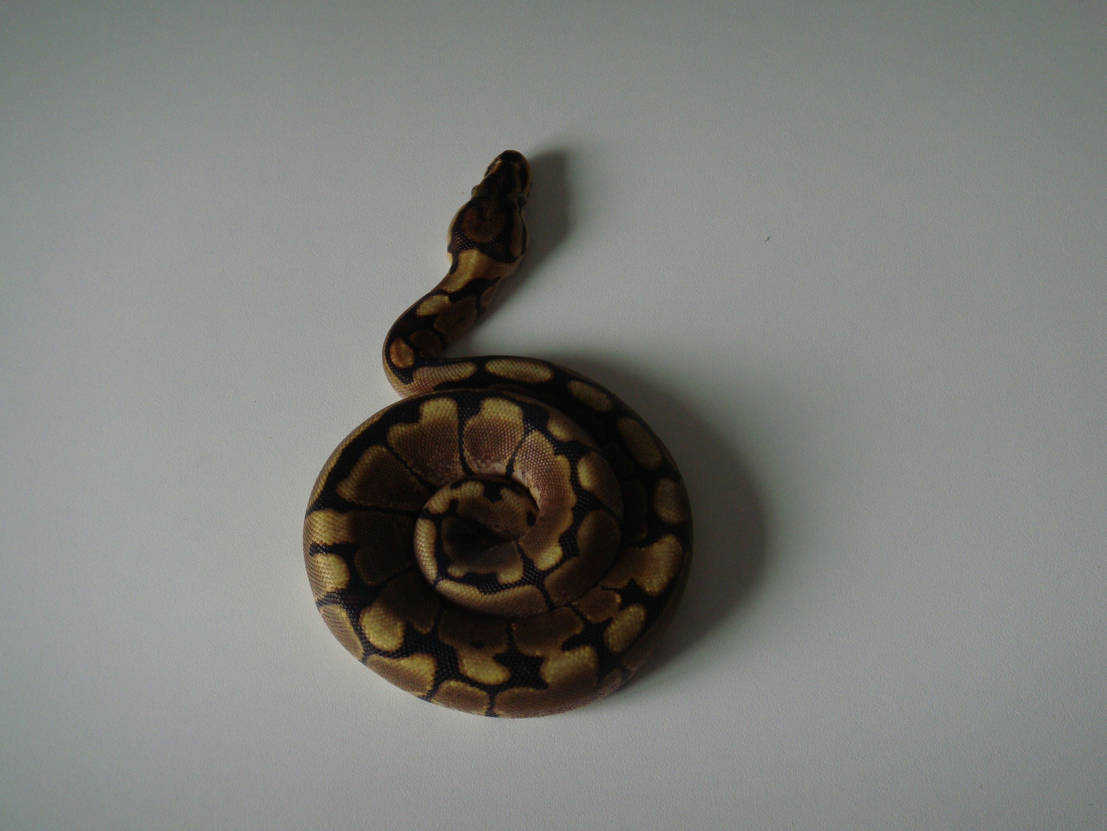 DSC04265 [1600x1200].JPG