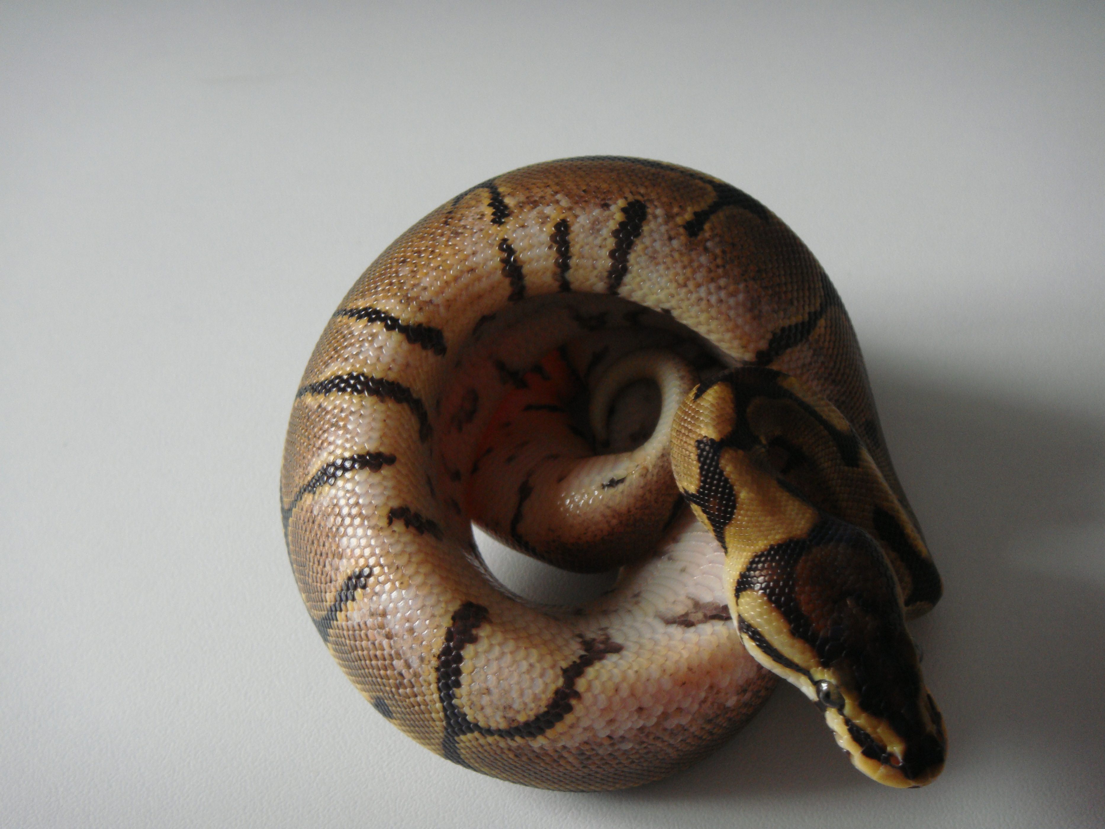 DSC04268 [1600x1200].JPG