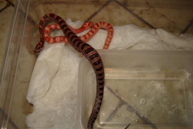 DSC04282 (Small).JPG