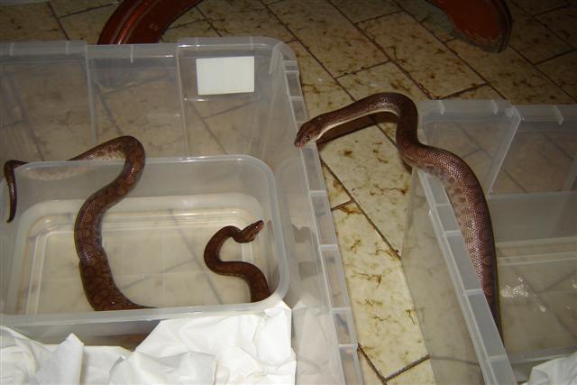 DSC04339 (Small).JPG