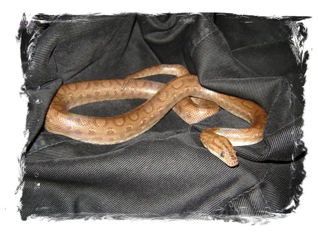 DSC04716 (Small) 1.jpg