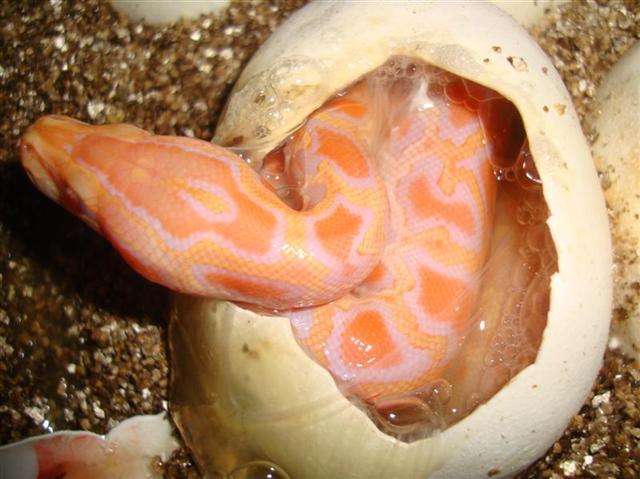 DSC04879 (Medium) (Small).JPG