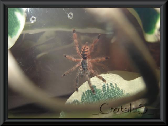 DSC05089 (Small) cm cf.jpg