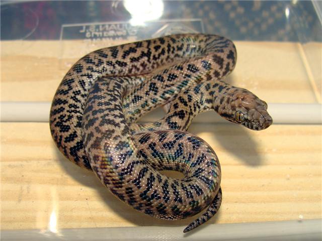 DSC06282.JPG (Small).png