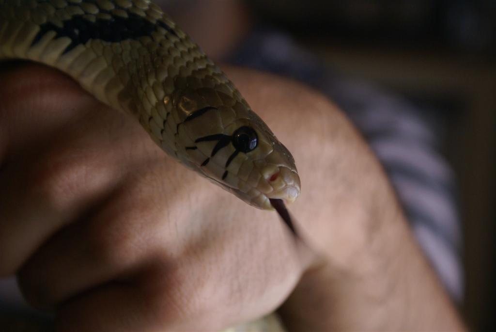 DSC08286 (Large).JPG