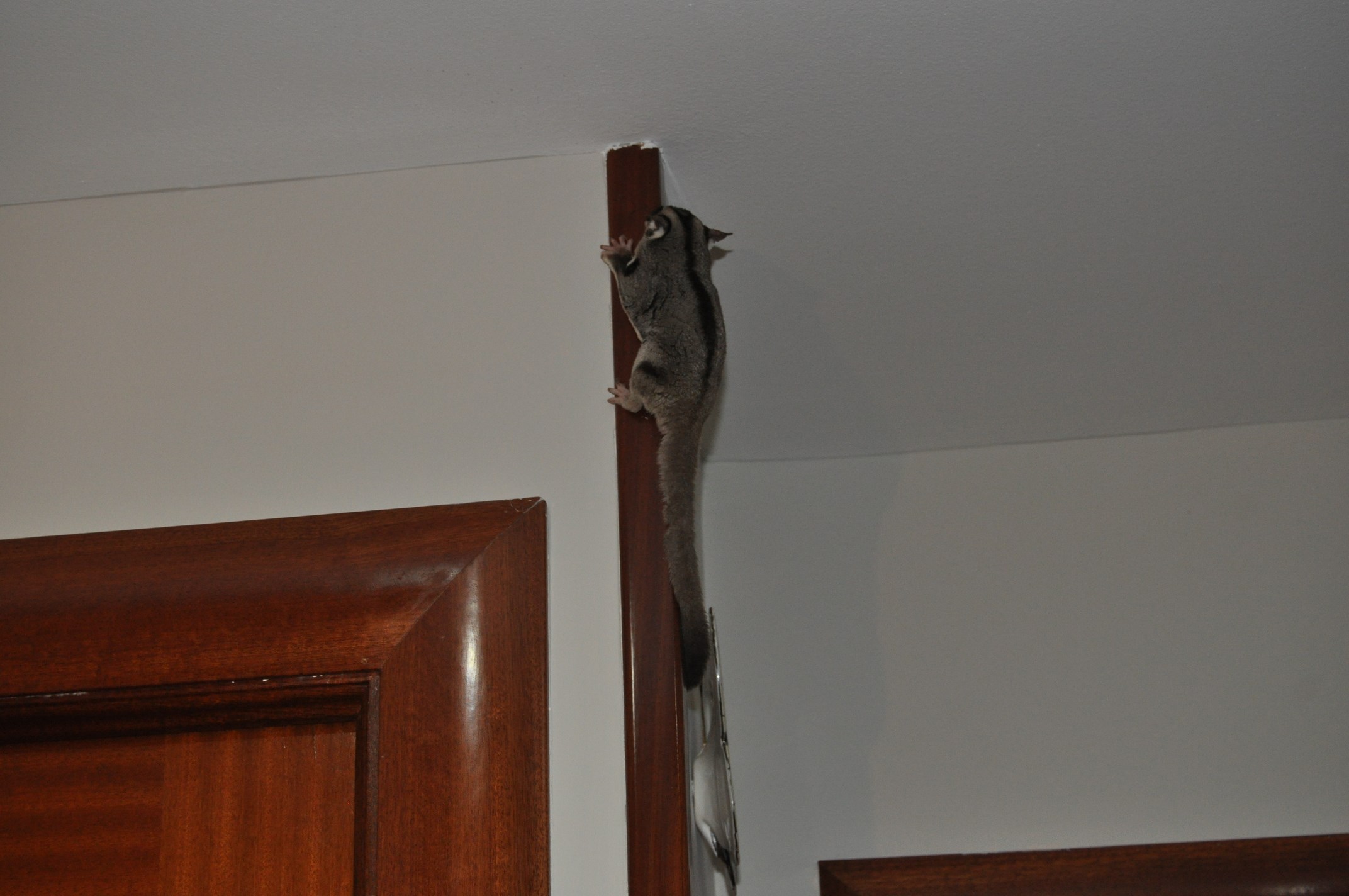 DSC_0004 (Copiar).JPG