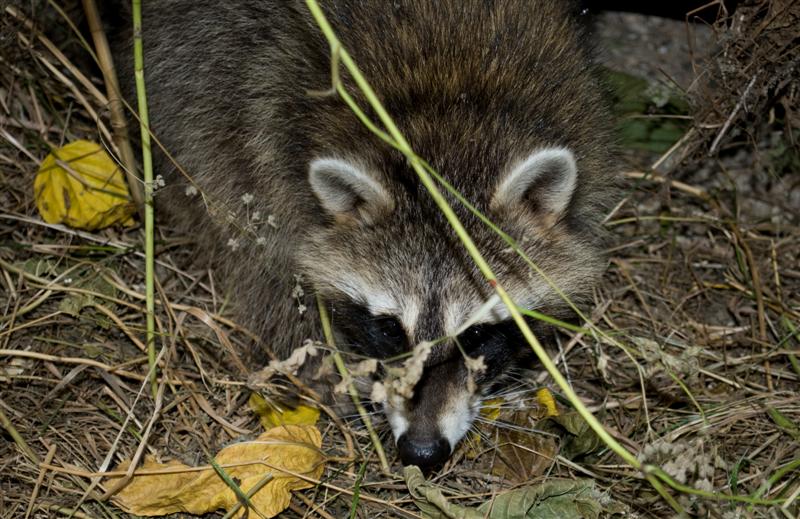 DSC_0012 (Medium).jpg