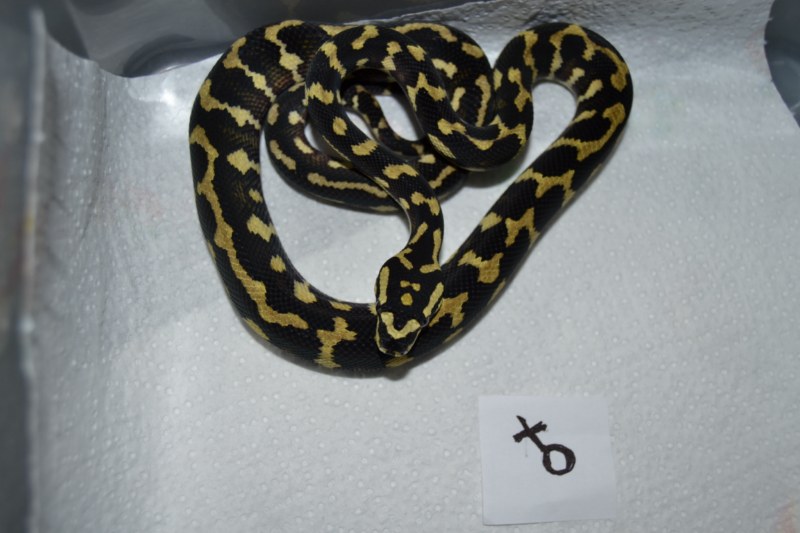 DSC_0014 [800x600].jpg