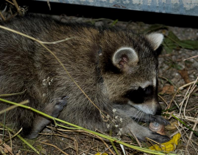 DSC_0017 (Medium).jpg