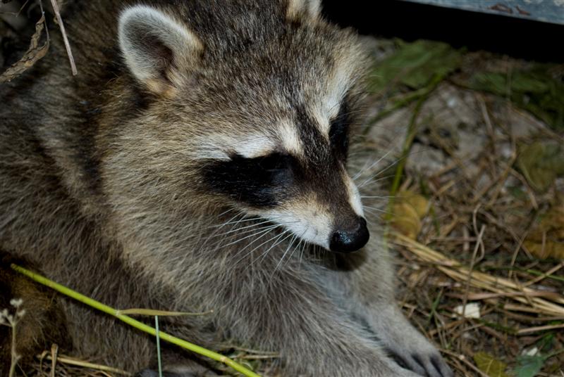 DSC_0018 (Medium).jpg