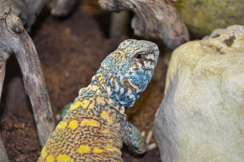 DSC_0134 (Large).jpg