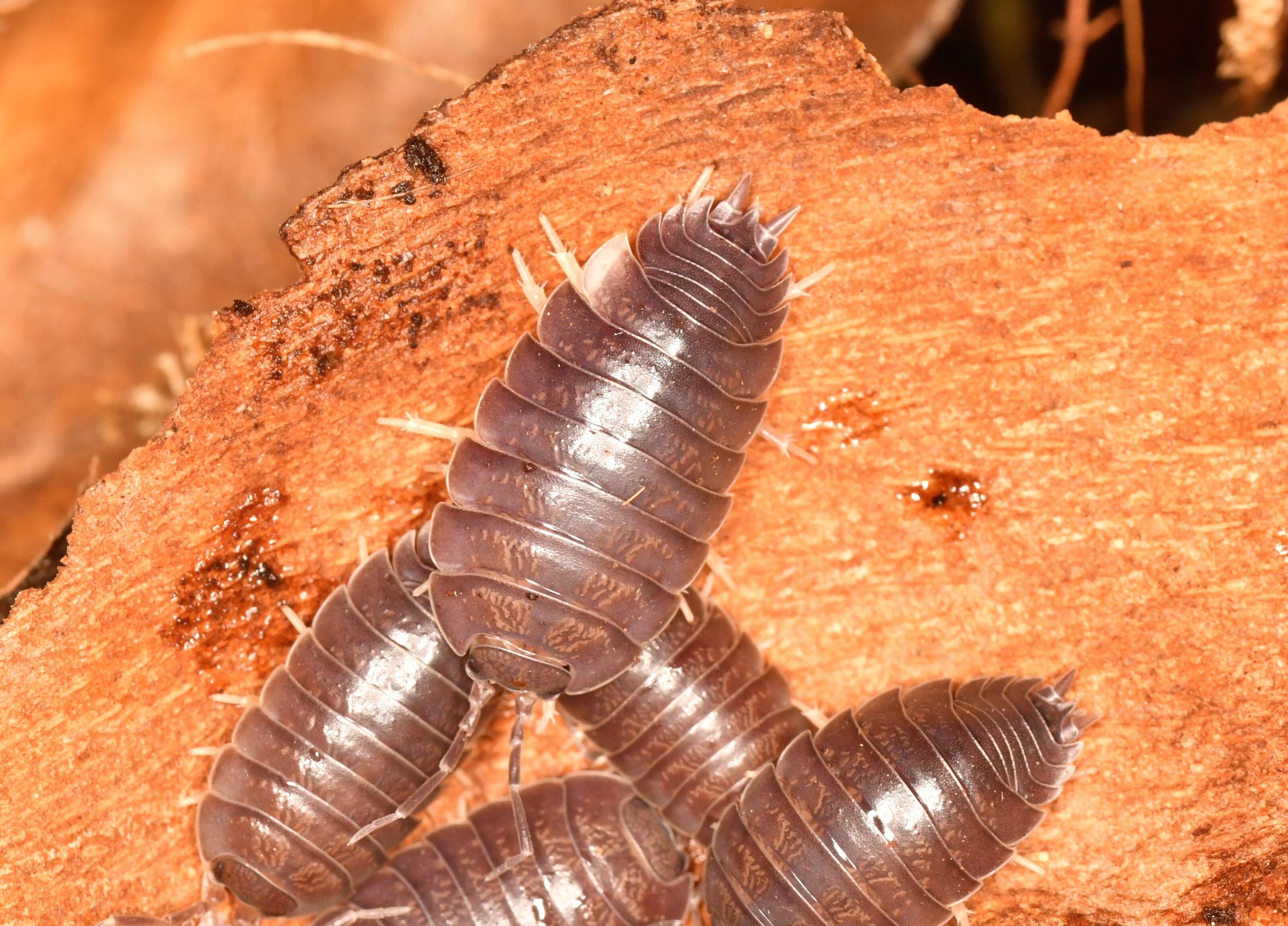 DSC_1054 - copia.JPG