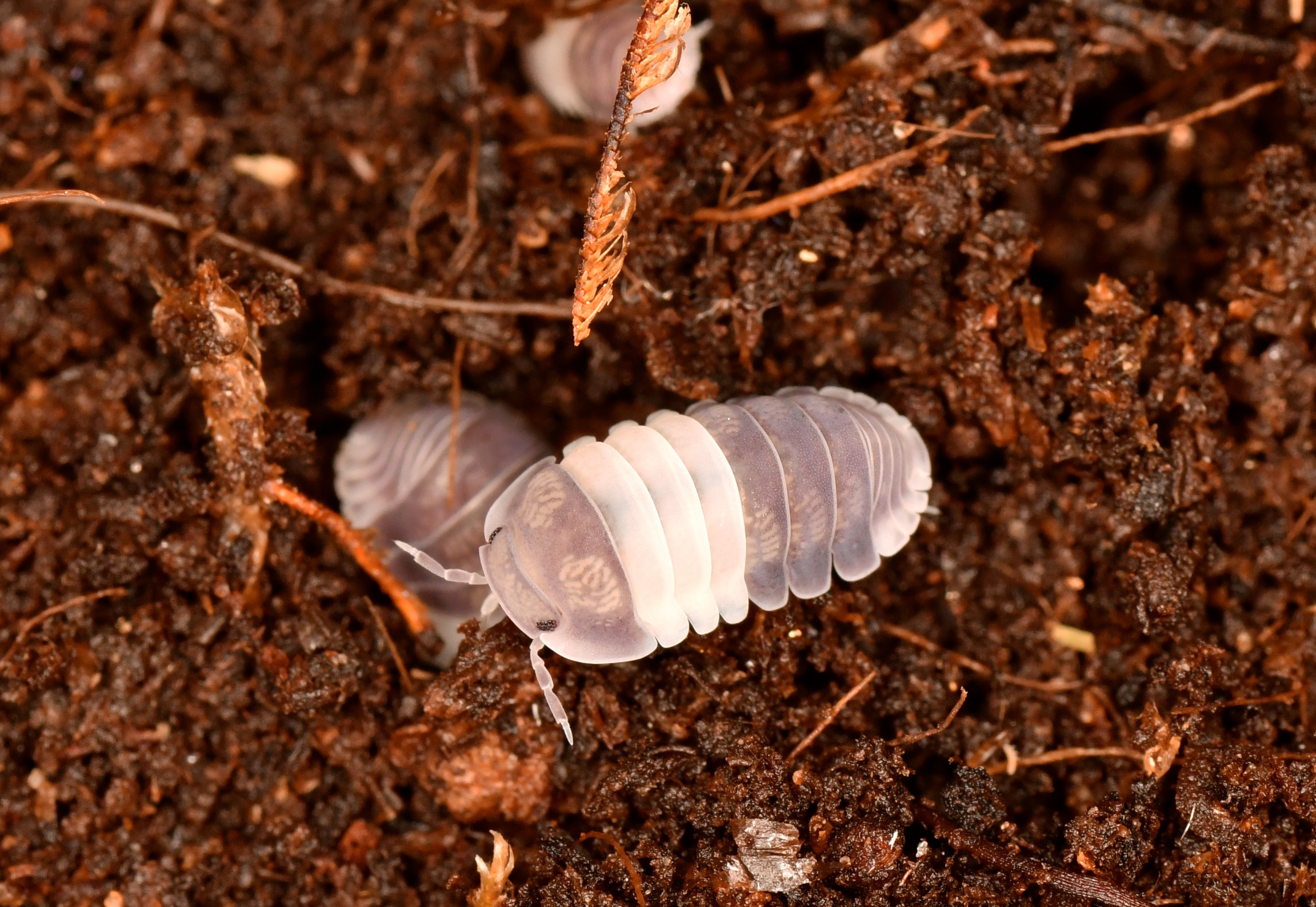 DSC_1072 - copia.JPG