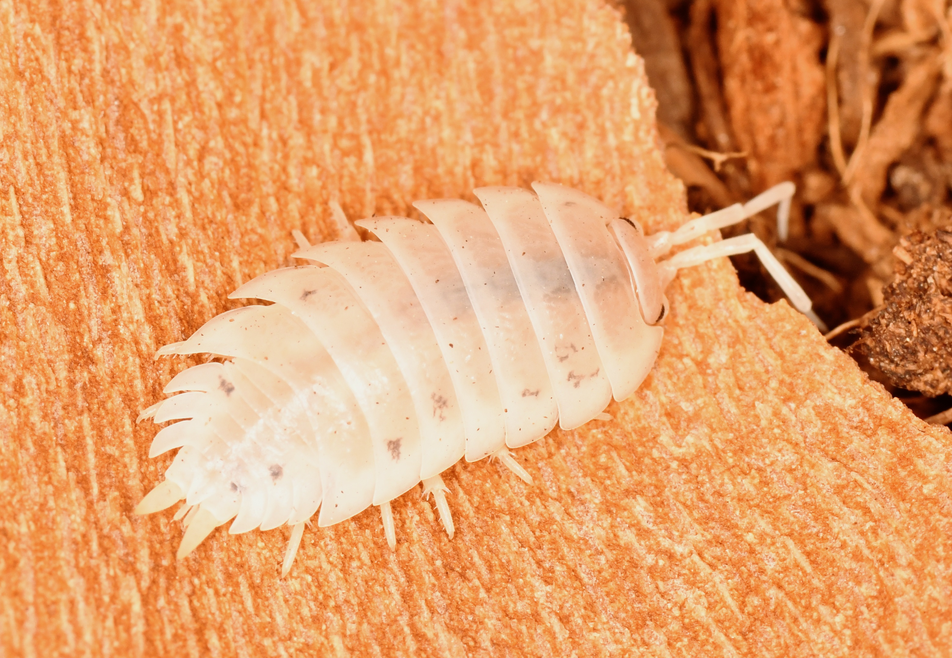 DSC_1097 - copia.JPG