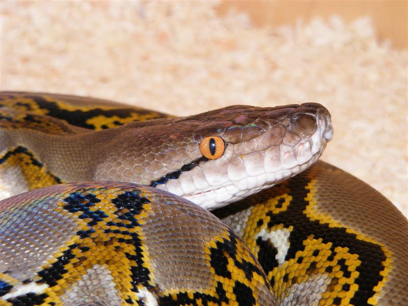 DSCF0003 (Medium).jpg