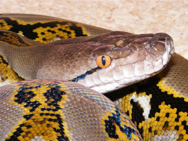 DSCF0004 (Medium).jpg