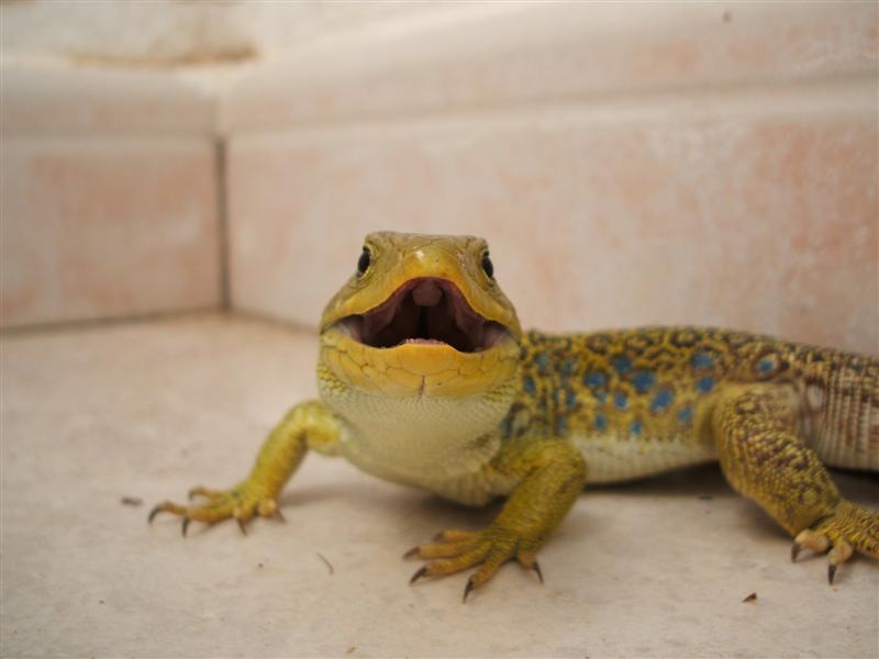 DSCF0466 (Medium).JPG