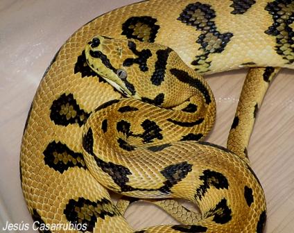 DSCF0782web copia2.jpg