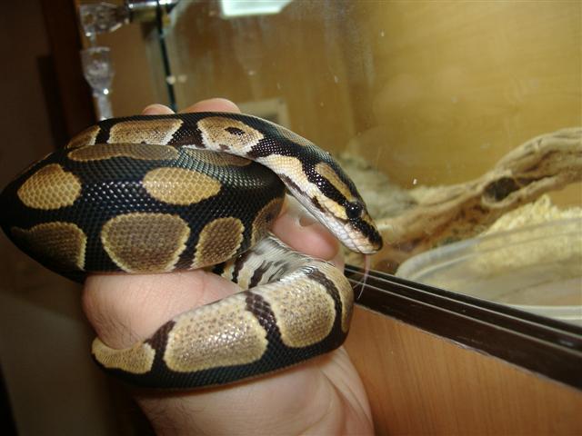 DSCF1926 (Small).JPG