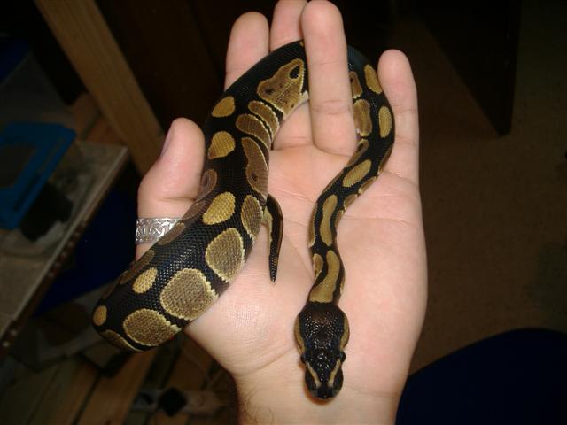 DSCF1930 (Small).JPG