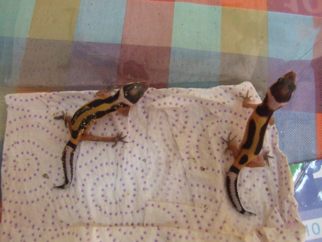 DSCF1983 (FILEminimizer).JPG