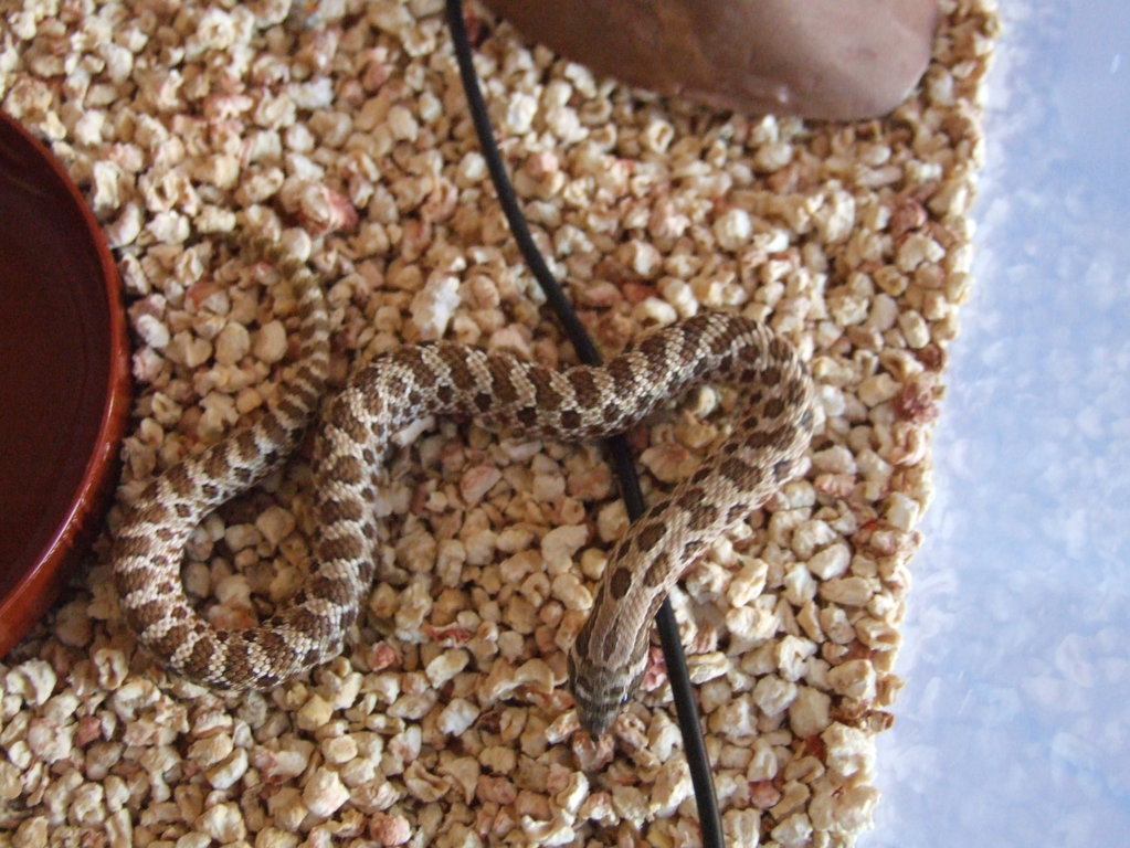 DSCF2412 (FILEminimizer).JPG