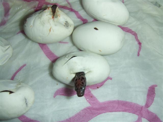 DSCF2597 (Small).JPG