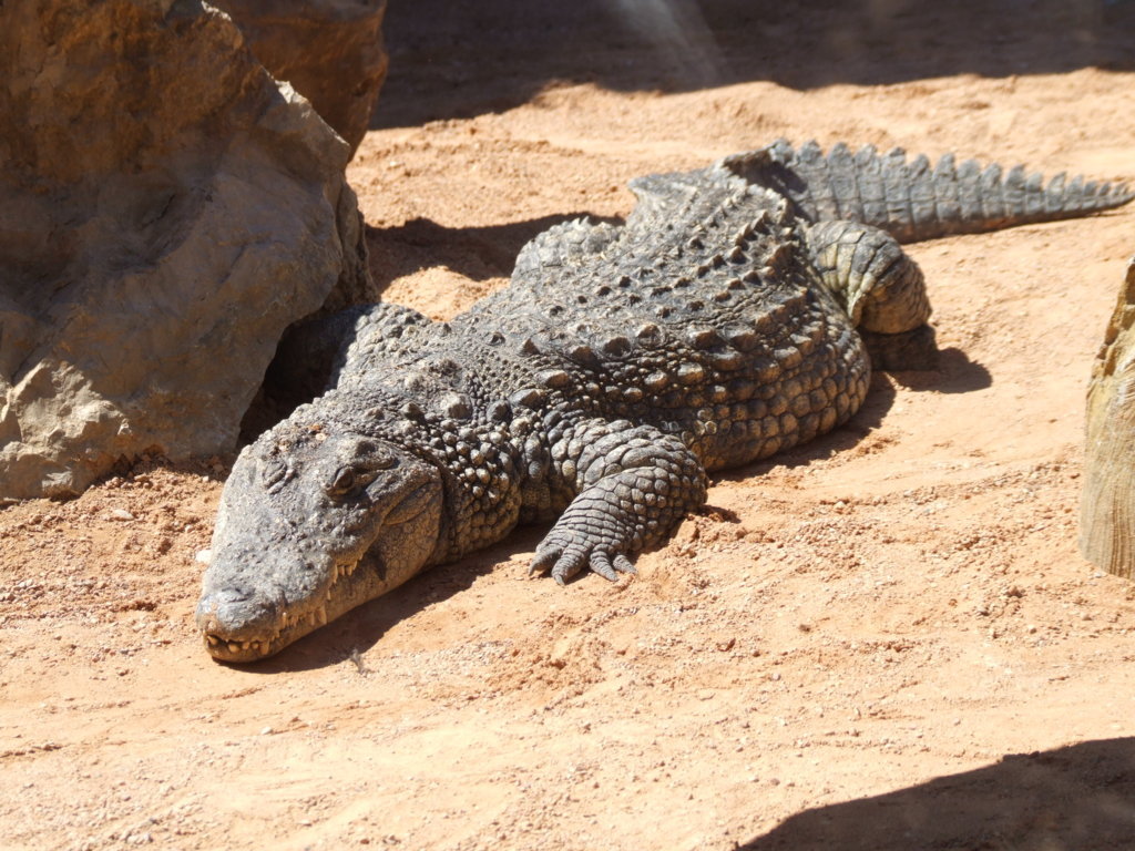 DSCF2710 (FILEminimizer).JPG