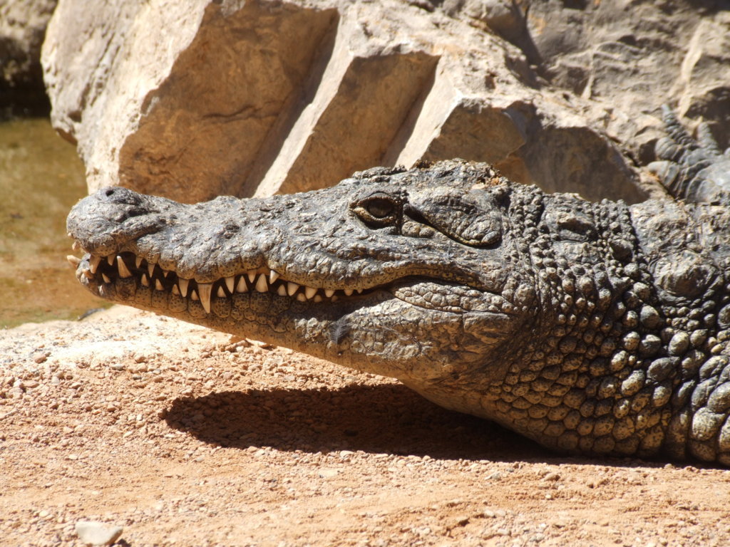 DSCF2714 (FILEminimizer).JPG