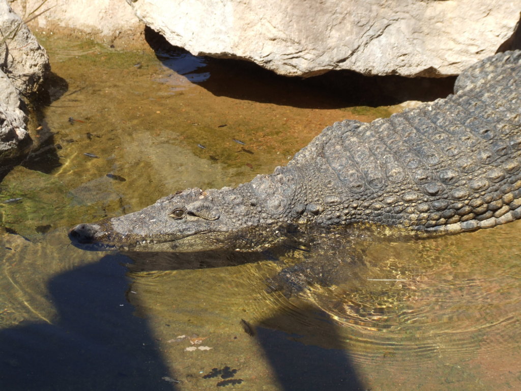 DSCF2718 (FILEminimizer).JPG