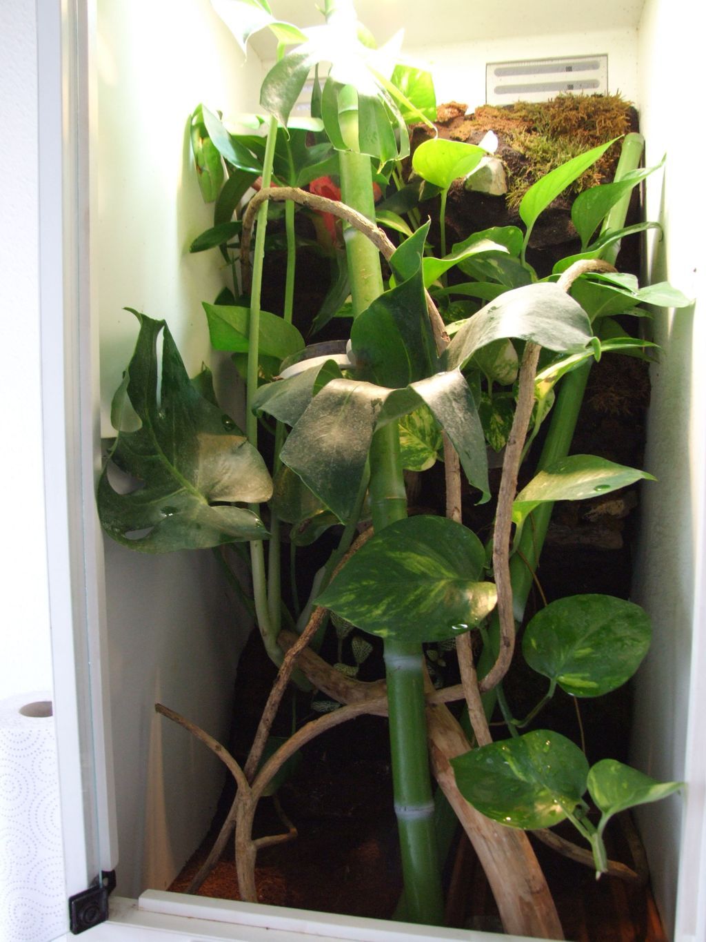 DSCF2768 (FILEminimizer).JPG