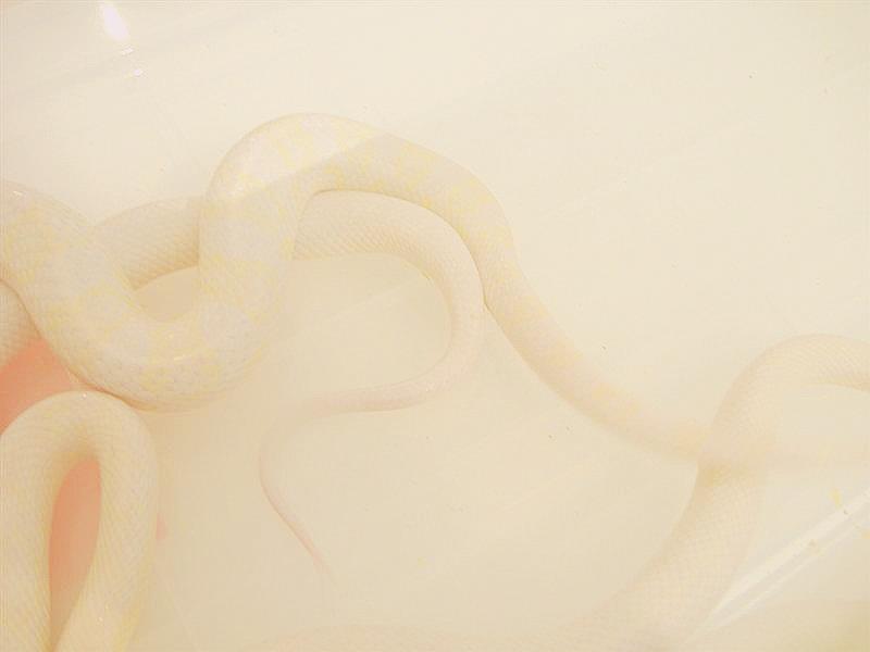 DSCF3420 (Medium).JPG