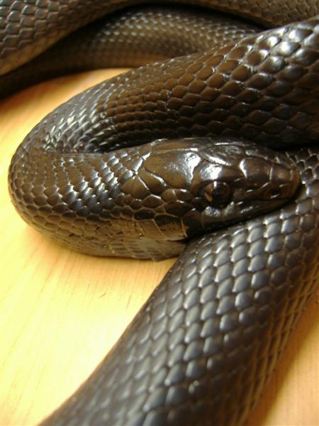 DSCF3658 (Medium).JPG