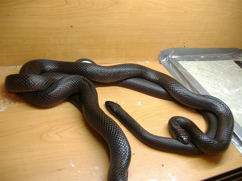 DSCF3661 (Medium).JPG