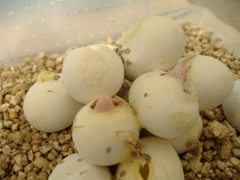 DSCF3756 (Medium).JPG