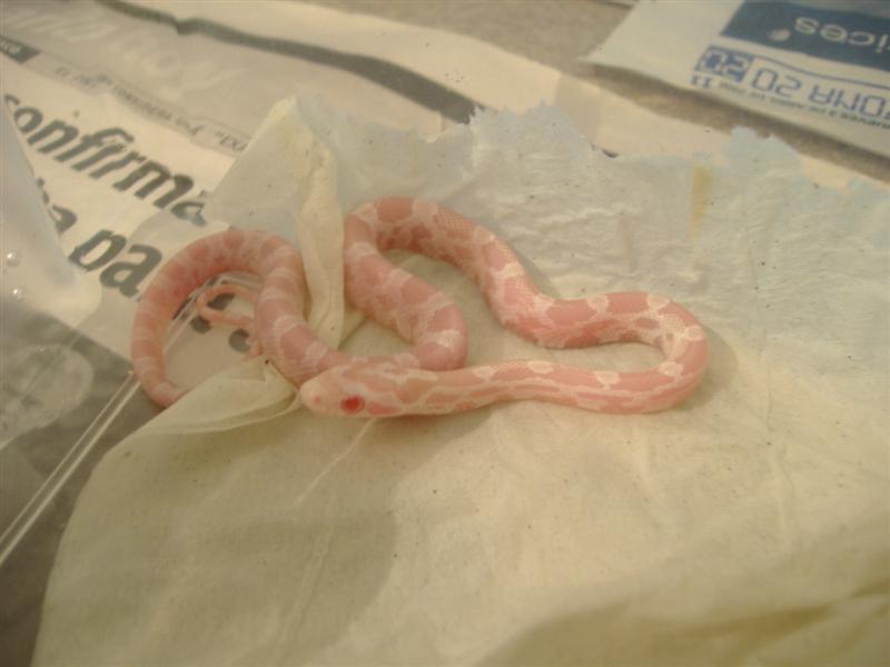 DSCF3758 (Medium).JPG