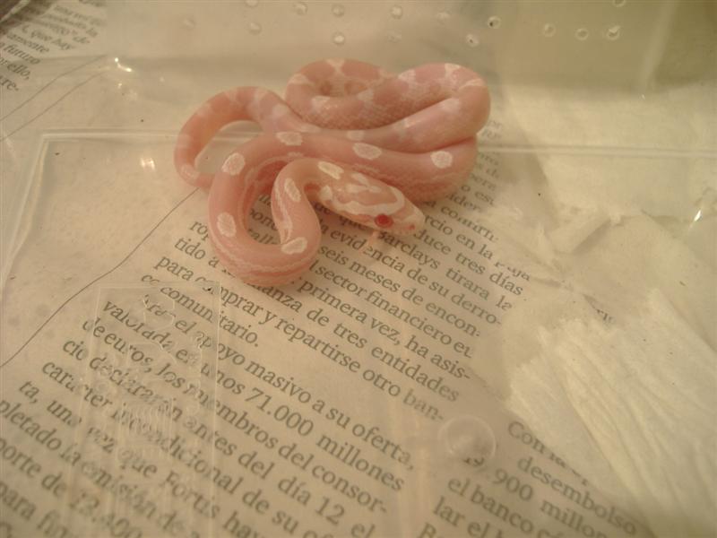 DSCF3797 (Medium).JPG