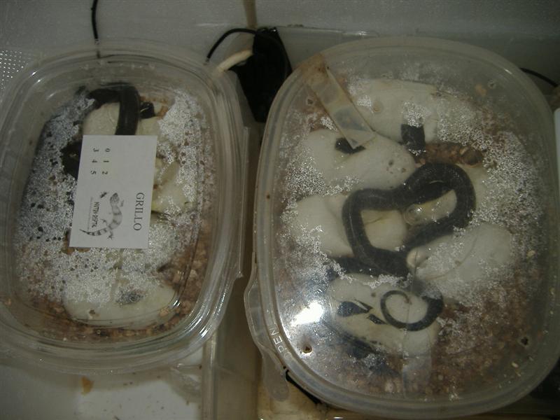 DSCF4044 (Medium).JPG