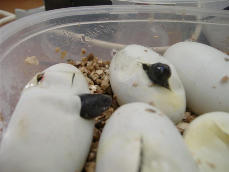 DSCF4047 (Medium).JPG