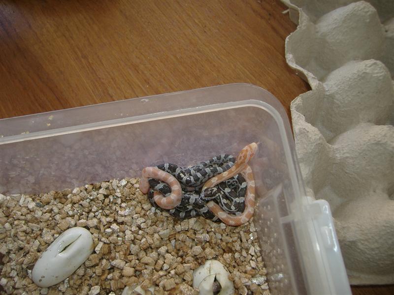 DSCF4066 (Medium).JPG