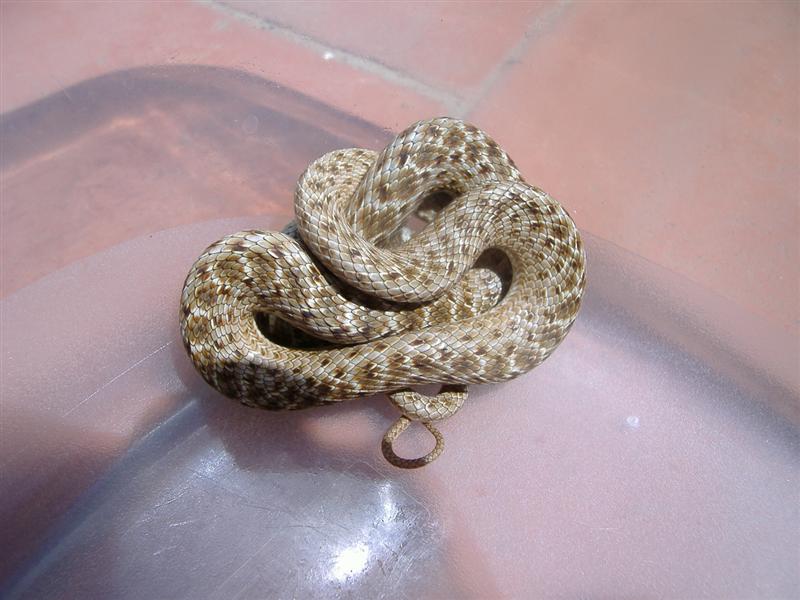 DSCF4075 (Medium).JPG