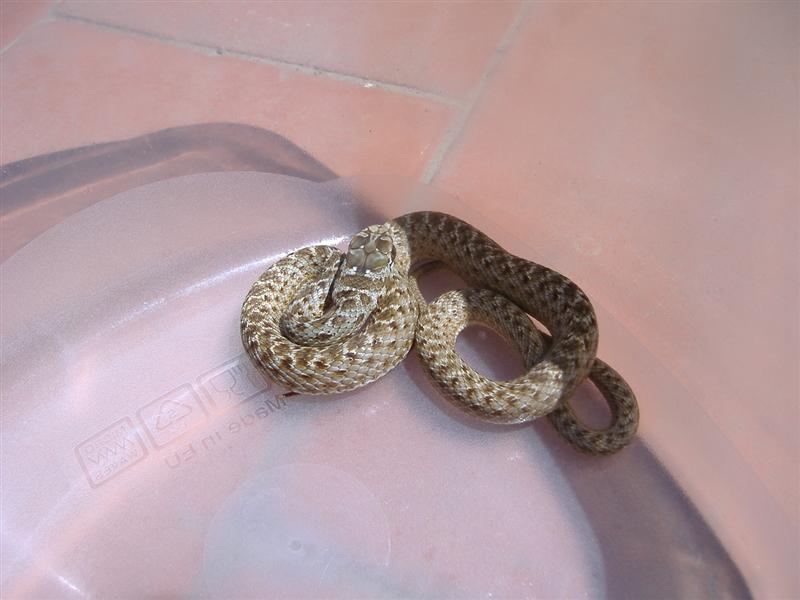 DSCF4077 (Medium).JPG