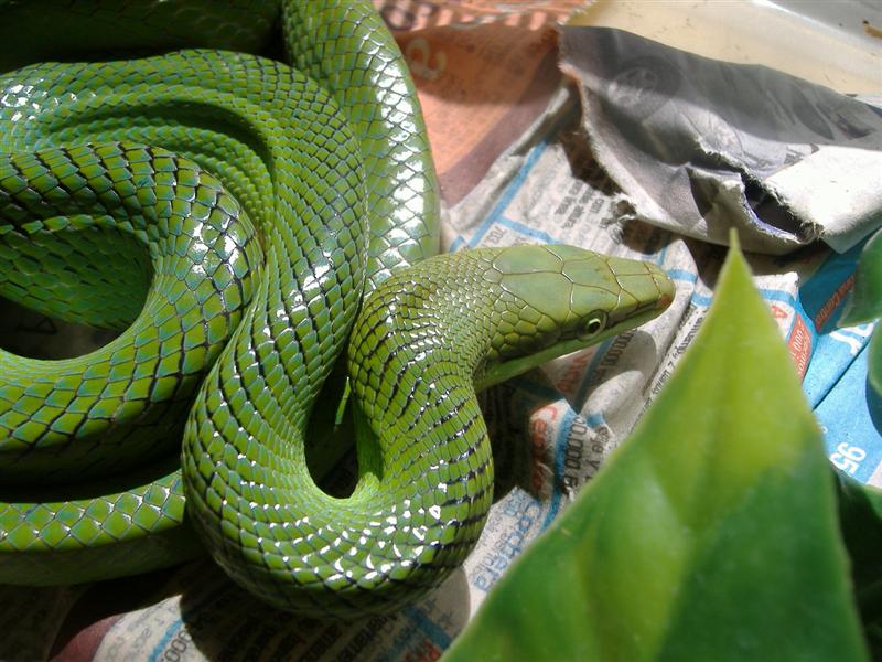 DSCF4152 (Medium).JPG