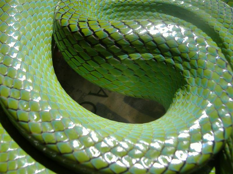 DSCF4155 (Medium).JPG