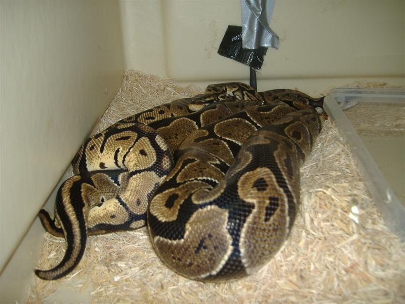 DSCF4371 (Medium).JPG